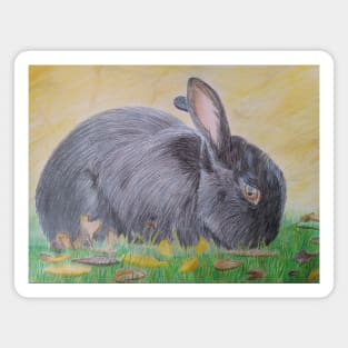 Rabbit Magnet